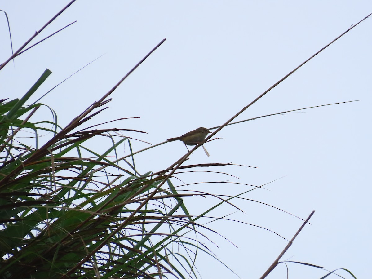 Brownish-flanked Bush Warbler (Taiwan) - ML638102856