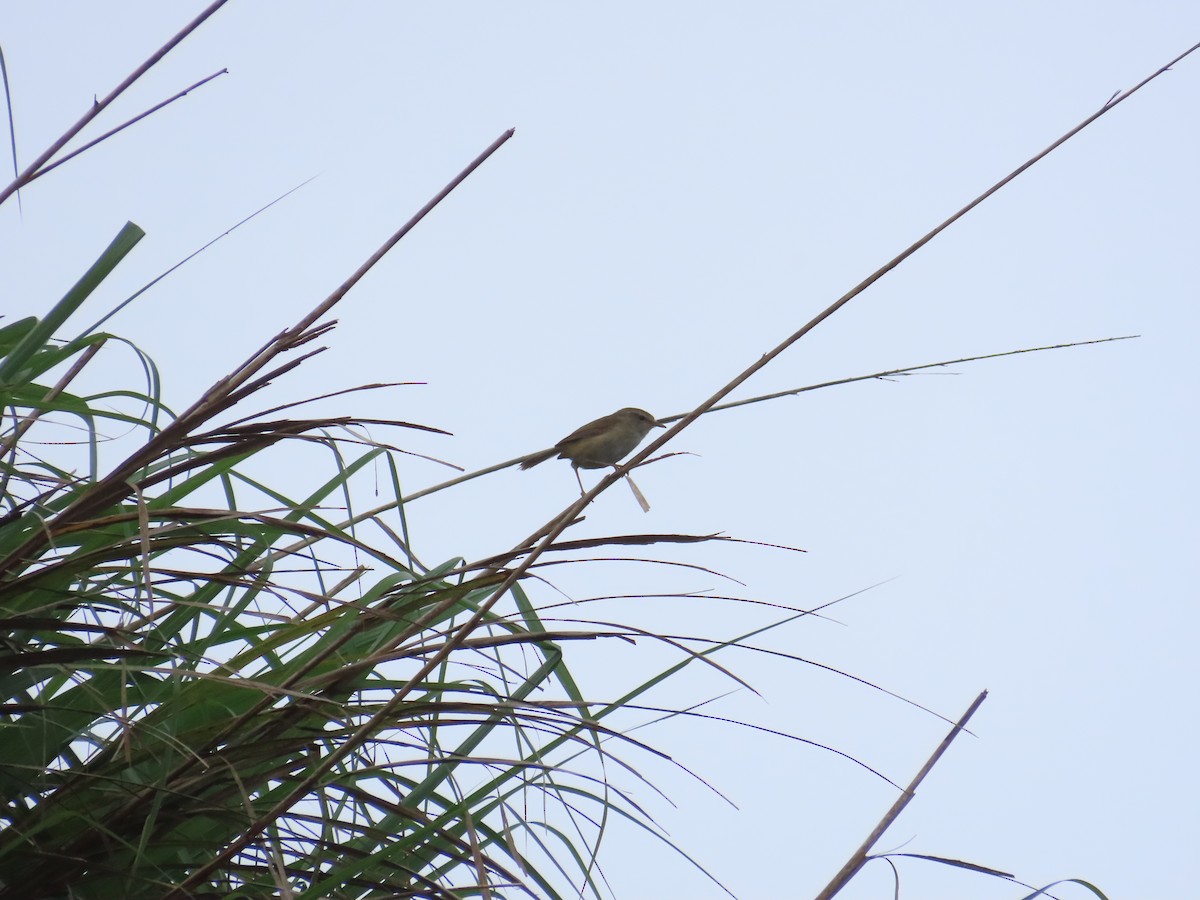 Brownish-flanked Bush Warbler (Taiwan) - ML638102857
