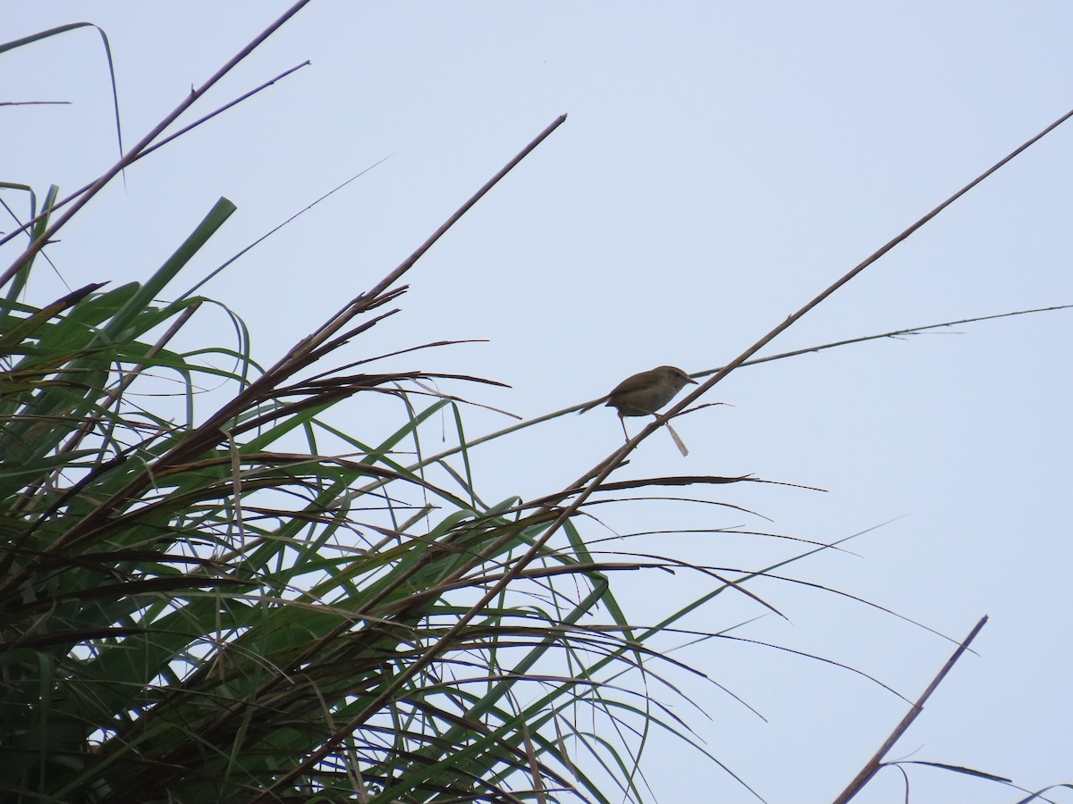 Brownish-flanked Bush Warbler (Taiwan) - ML638102858