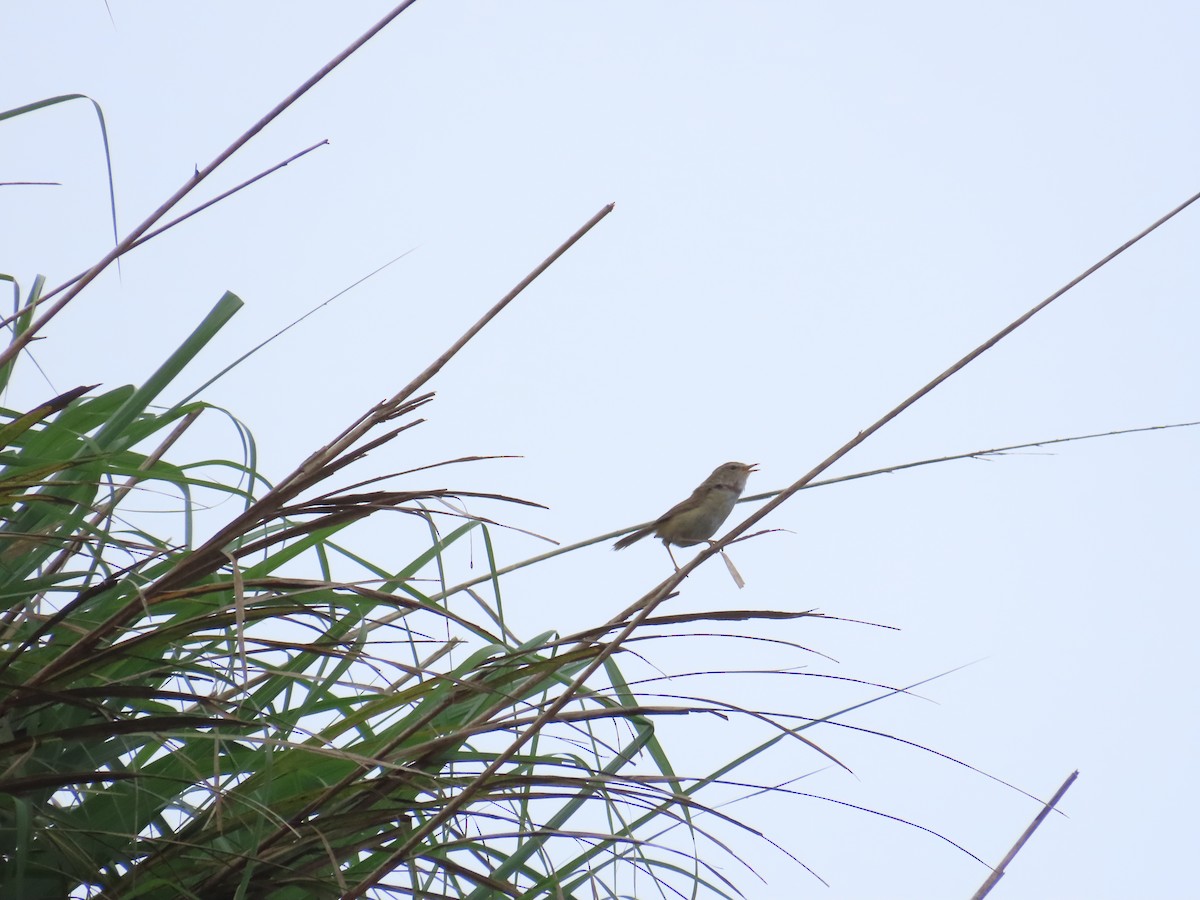 Brownish-flanked Bush Warbler (Taiwan) - ML638102859