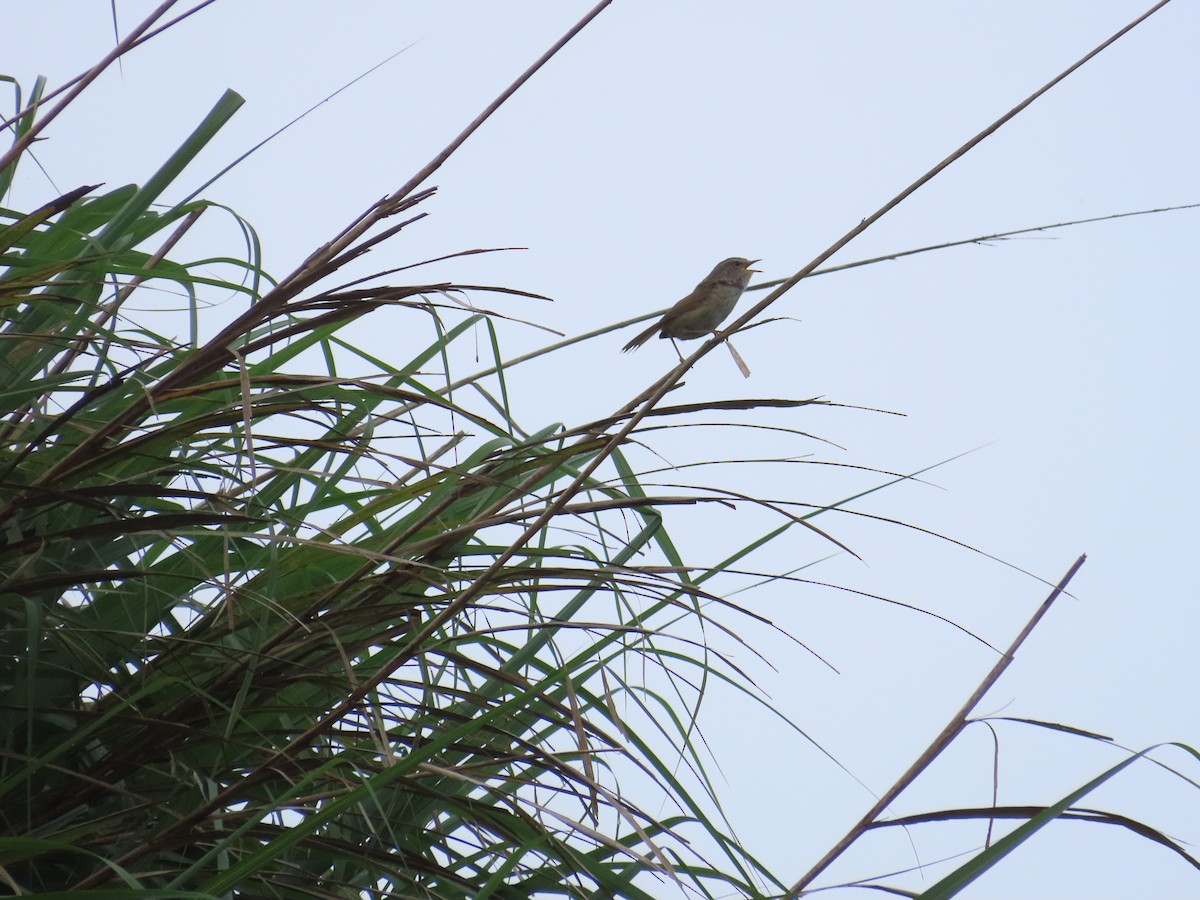 Brownish-flanked Bush Warbler (Taiwan) - ML638102860