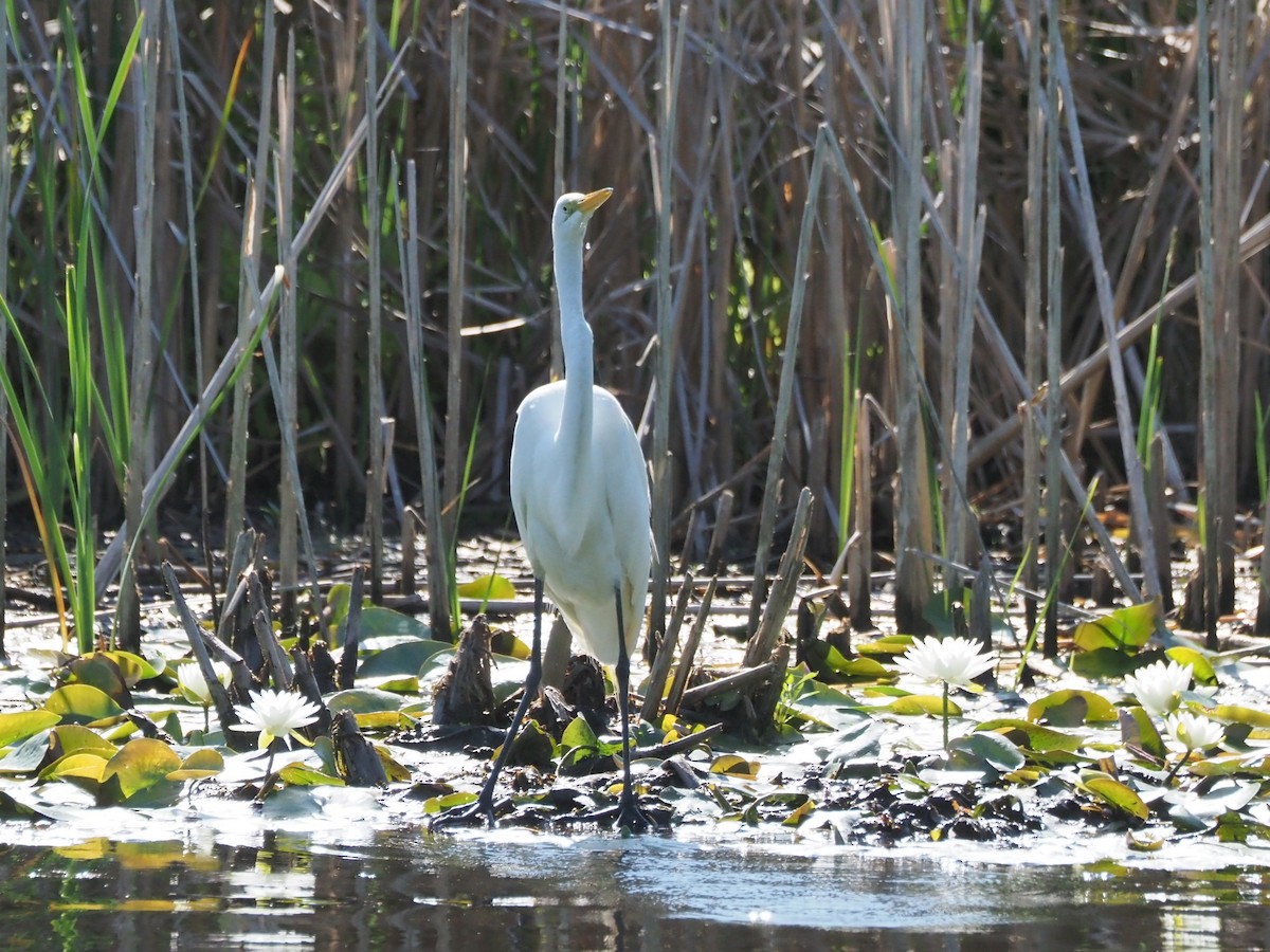 Great Egret - ML638102900