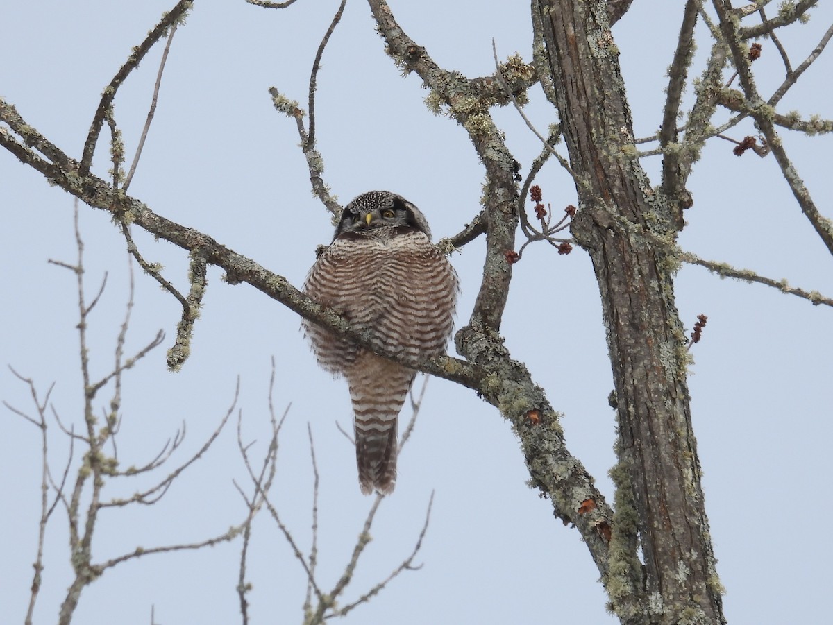 Northern Hawk Owl - ML638102906