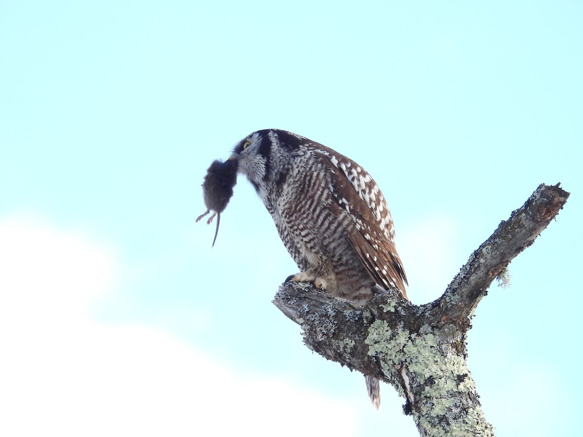 Northern Hawk Owl - ML638103007