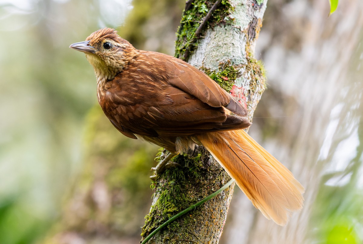 Pale-browed Treehunter - ML638103051