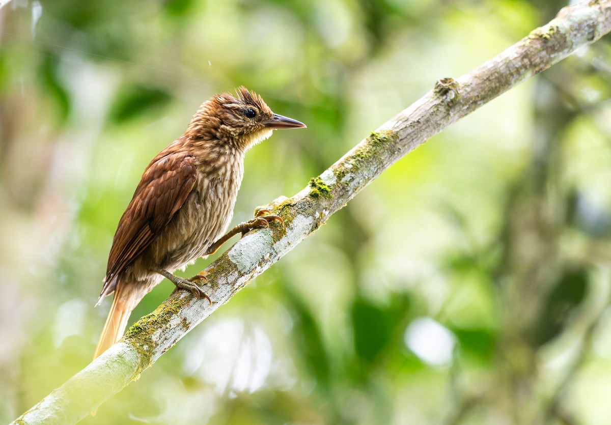 Pale-browed Treehunter - ML638103059