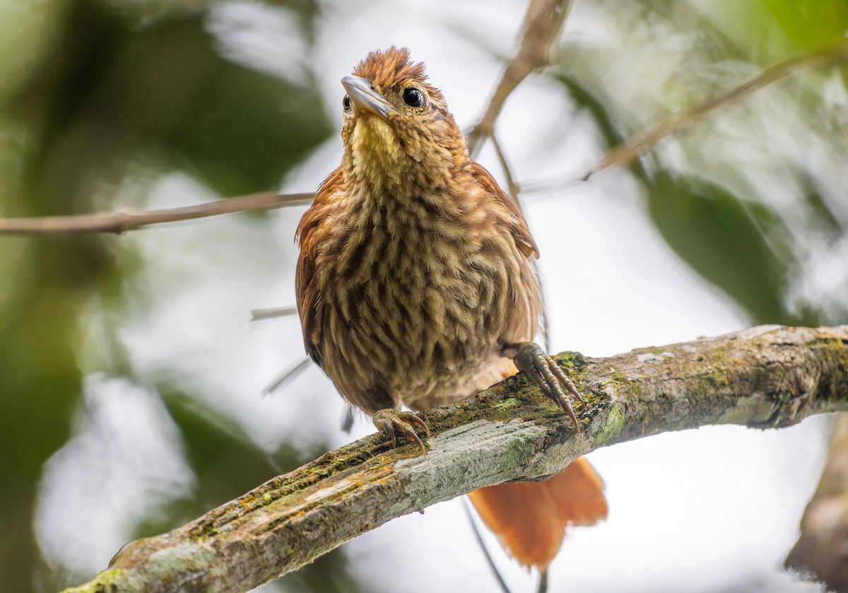 Pale-browed Treehunter - ML638103065