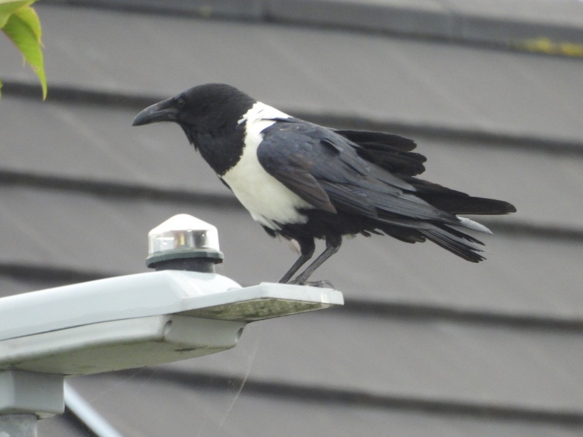 Pied Crow - ML638103067