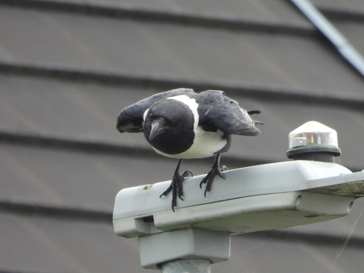 Pied Crow - ML638103068
