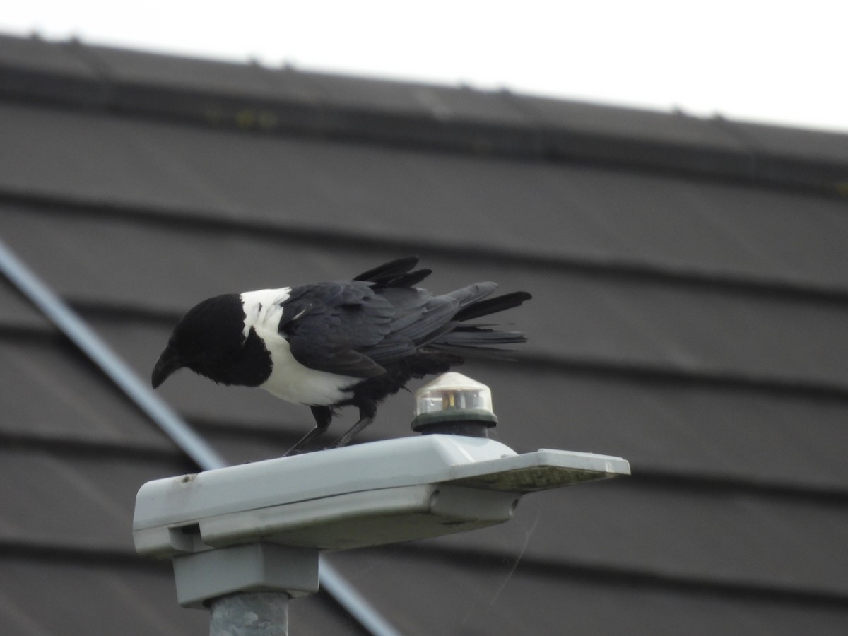 Pied Crow - ML638103071