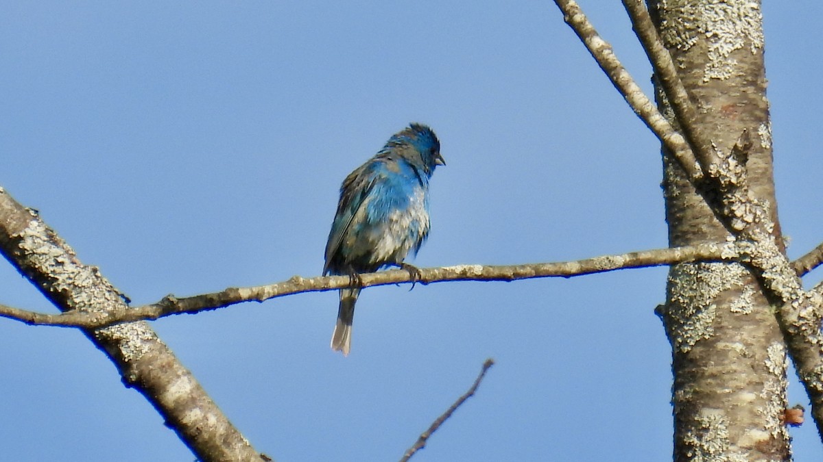 Indigo Bunting - ML638103073