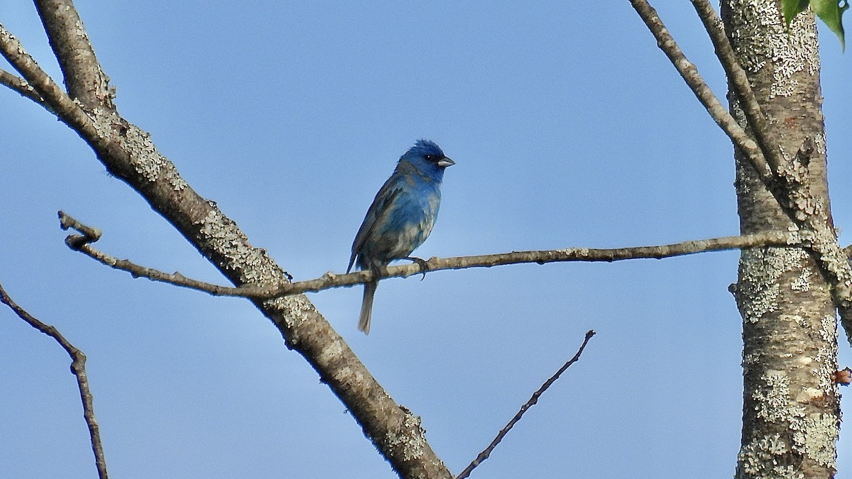 Indigo Bunting - ML638103107