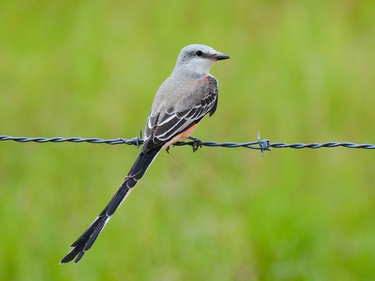 Scissor-tailed Flycatcher - ML638103158