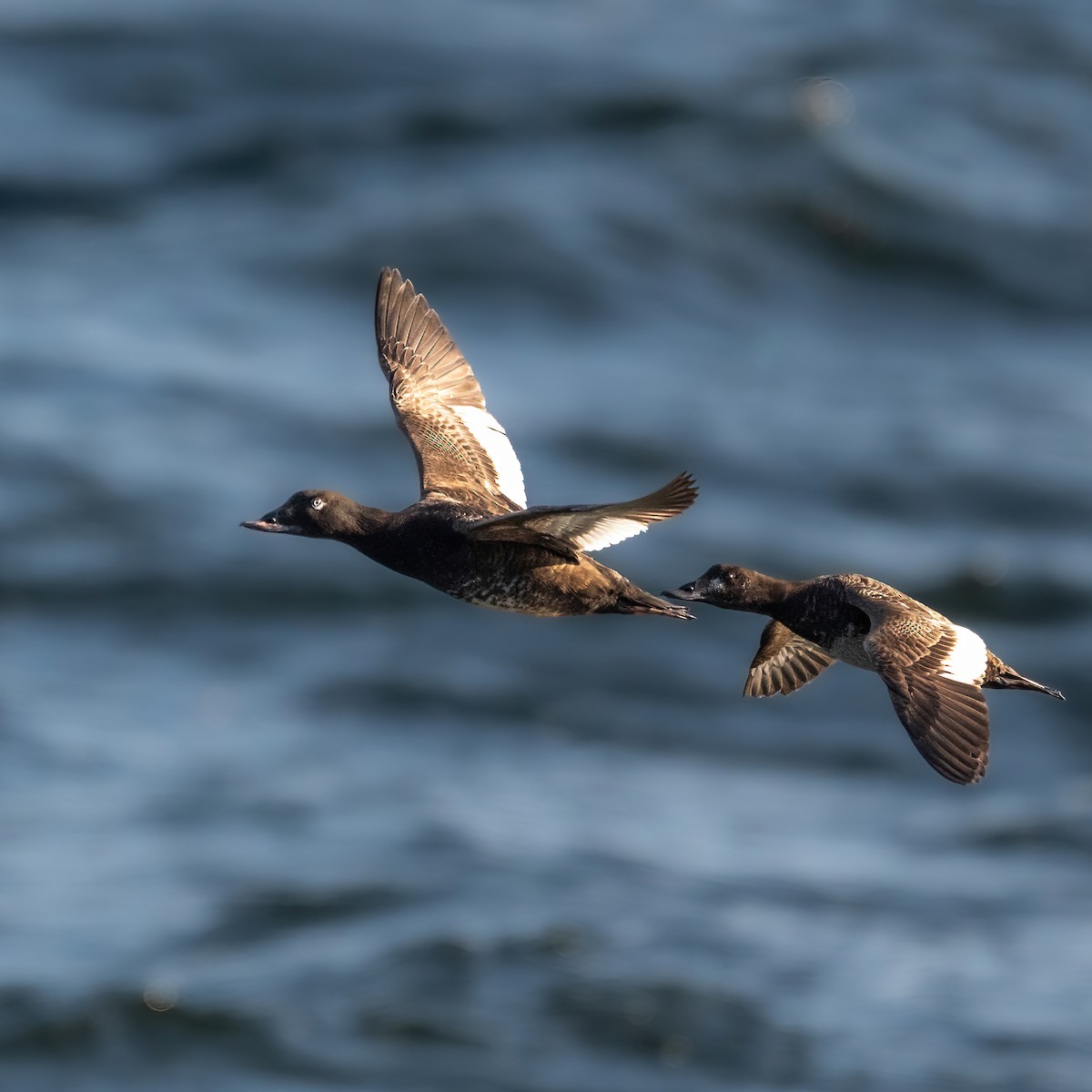 White-winged Scoter - ML638103164