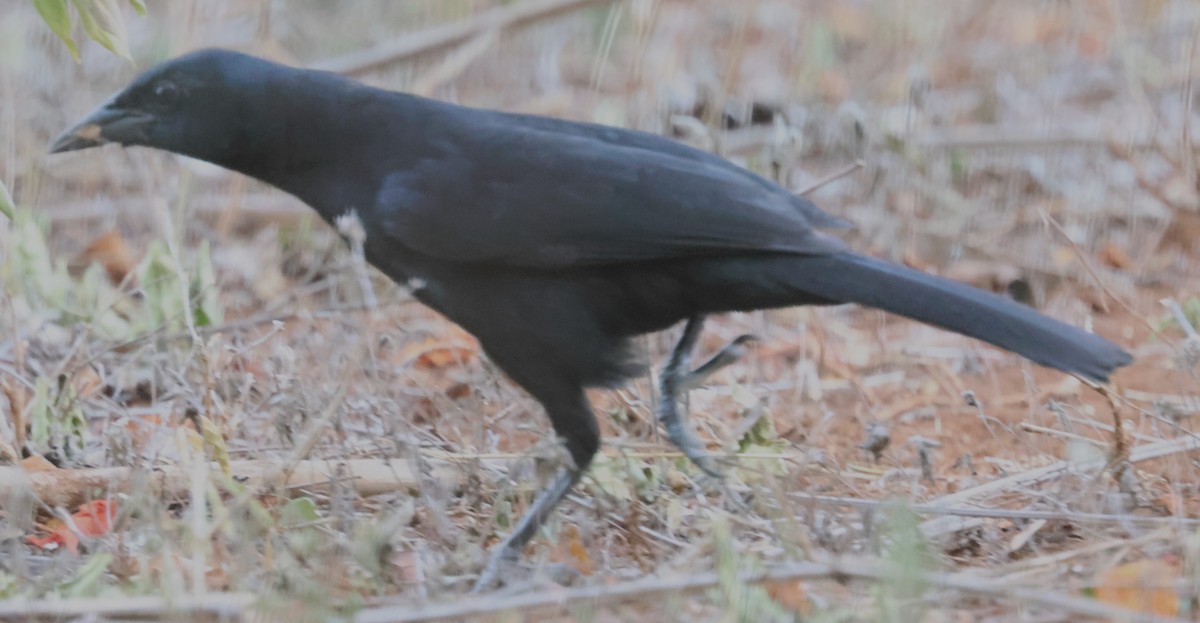Melodious Blackbird - ML638103165