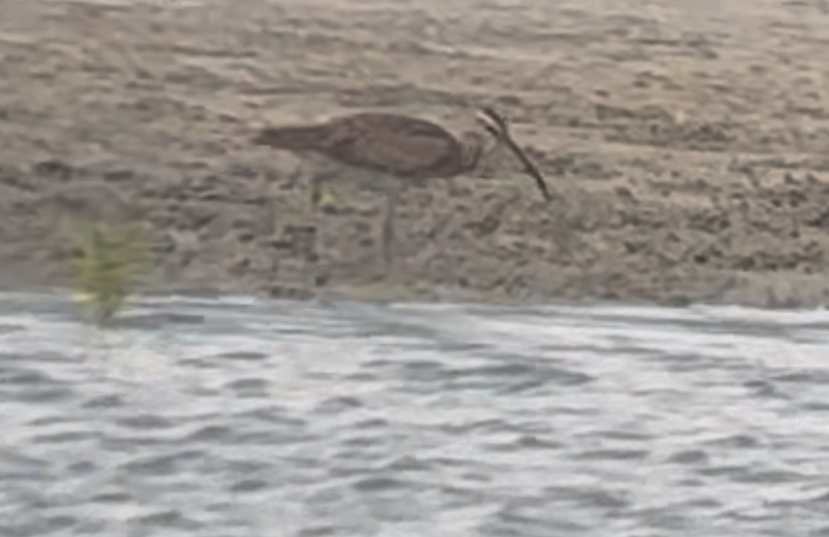 Hudsonian Whimbrel - ML638103190