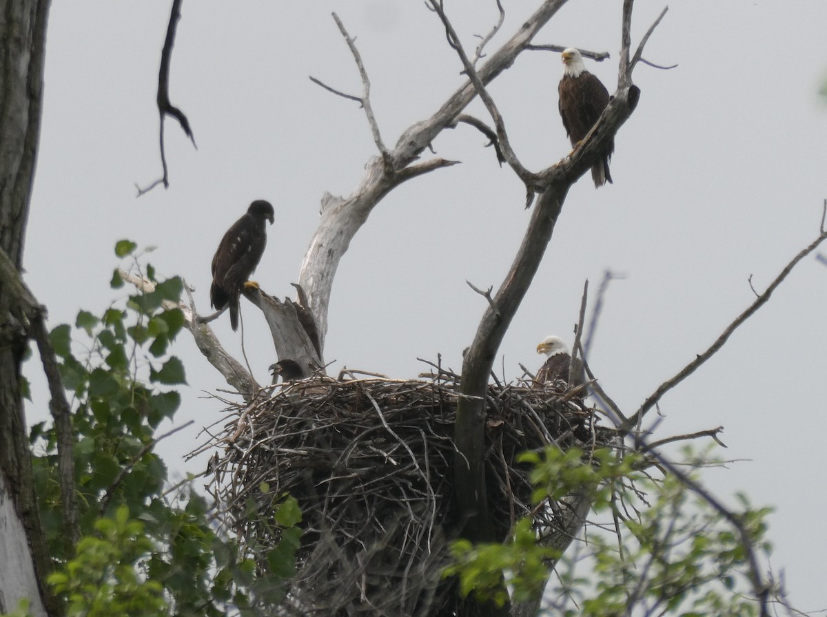 Bald Eagle - ML638103192
