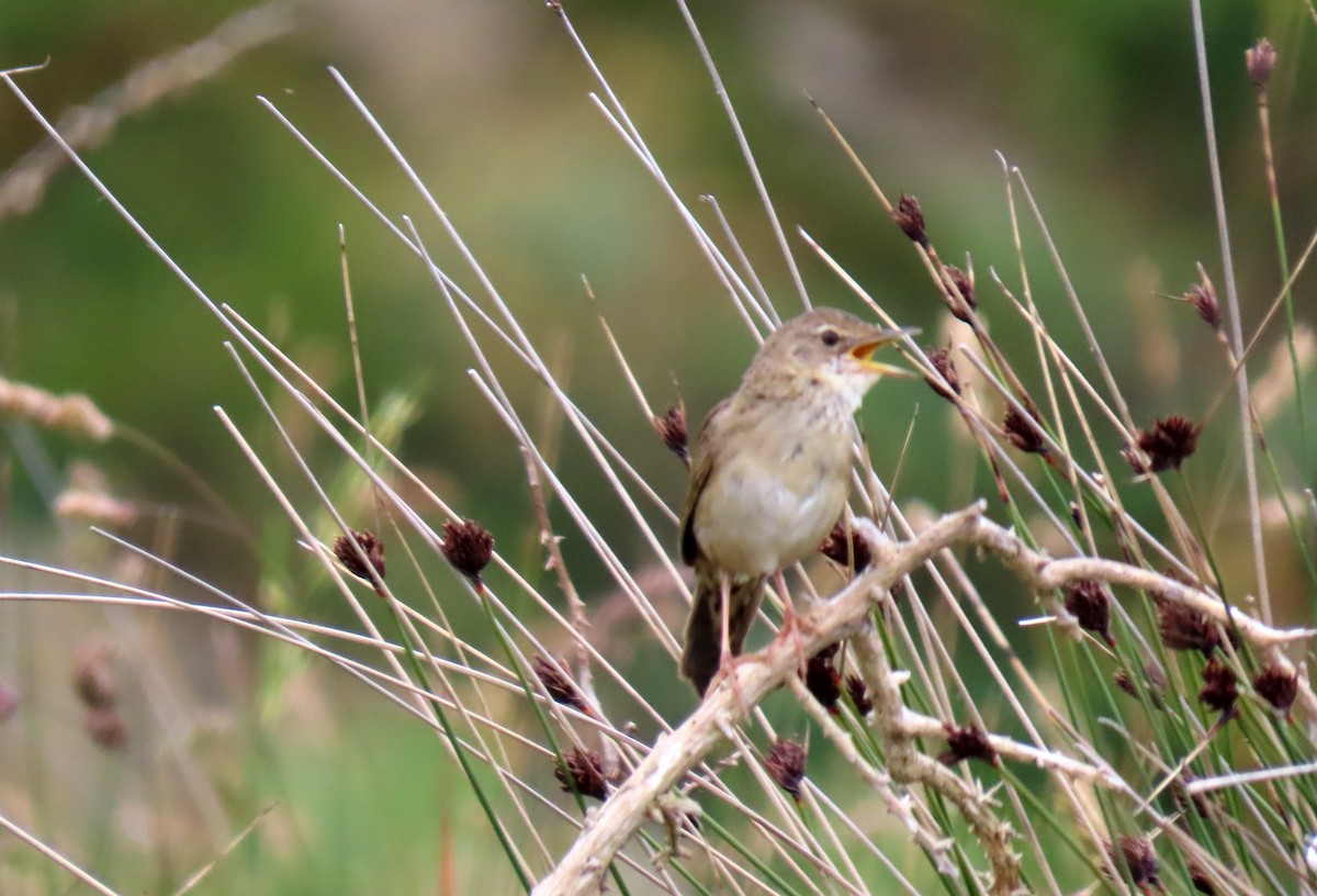 Common Grasshopper Warbler - ML638103196