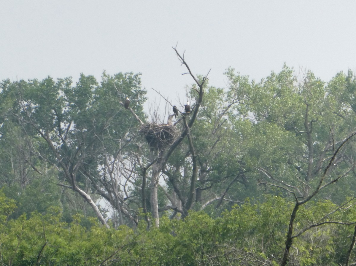 Bald Eagle - ML638103197