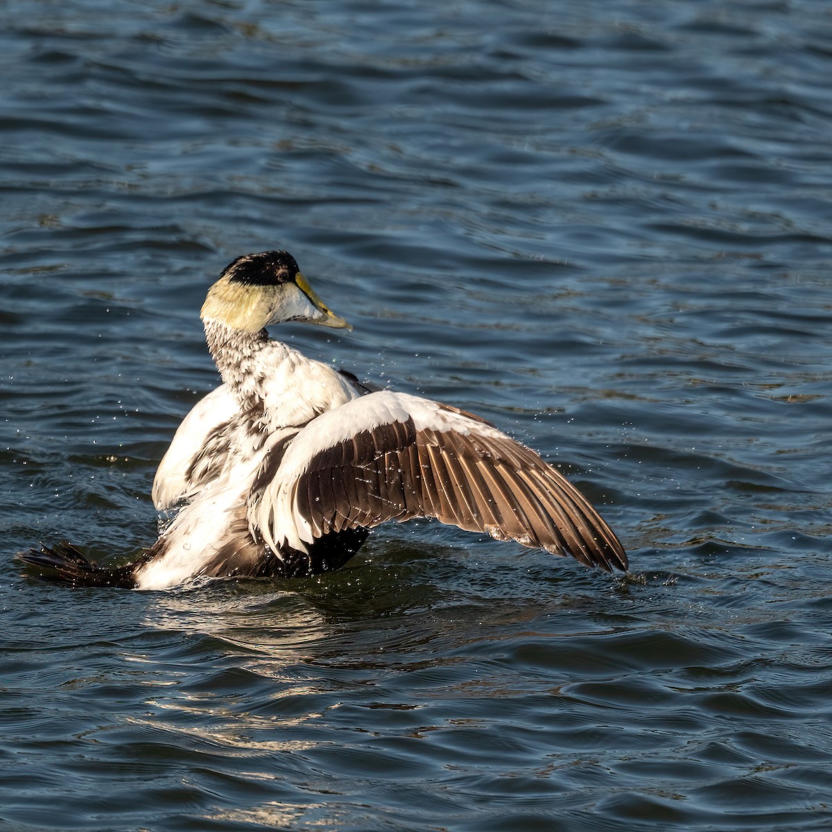 Common Eider - ML638103254