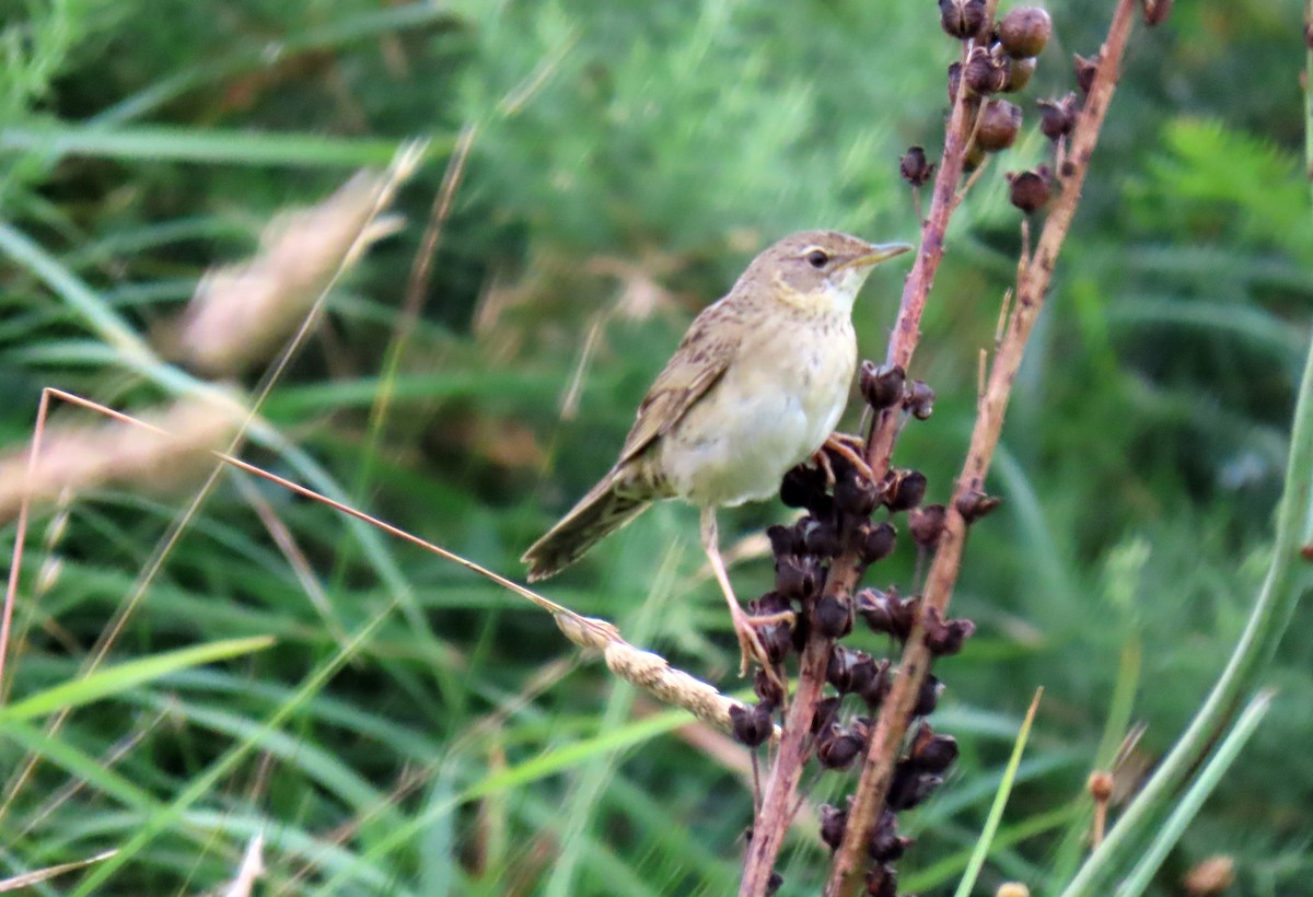 Common Grasshopper Warbler - ML638103265