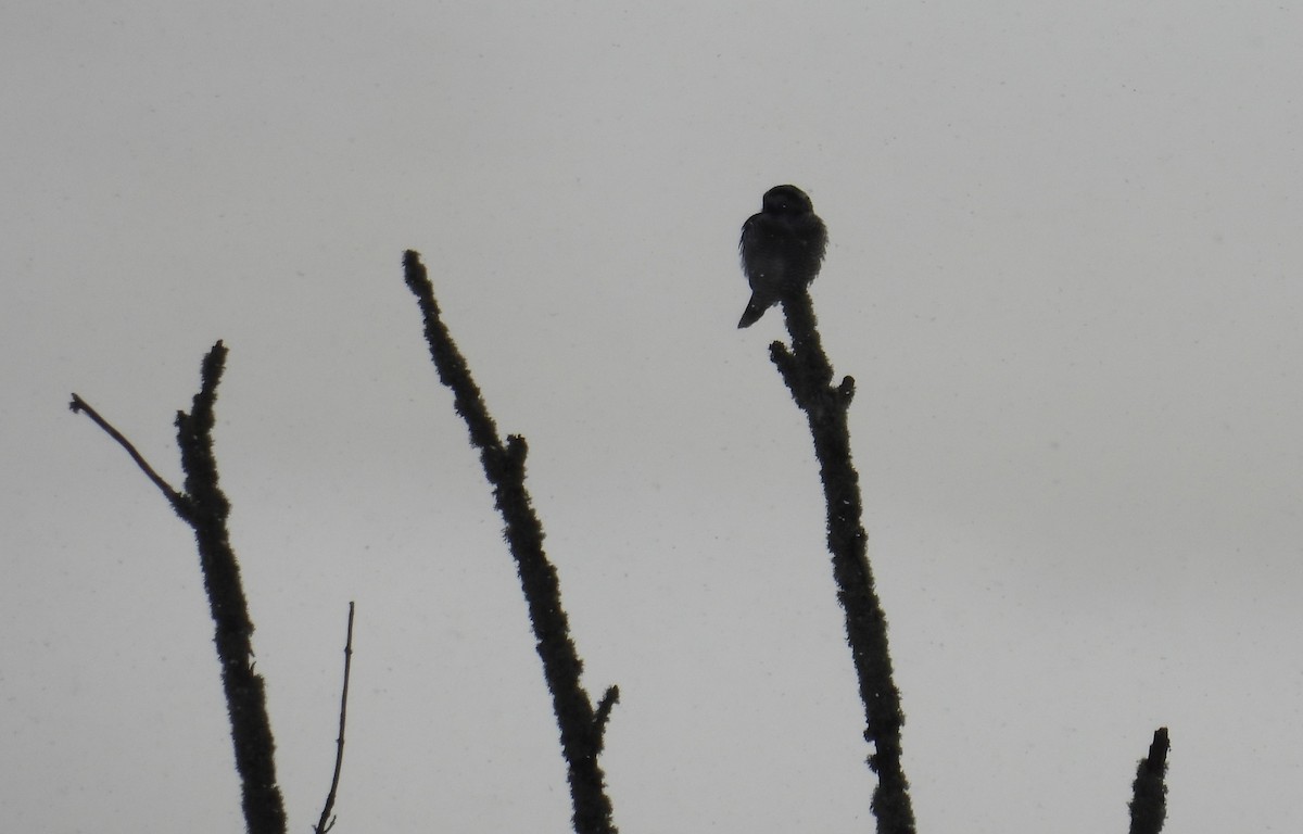 Northern Hawk Owl - ML638103271