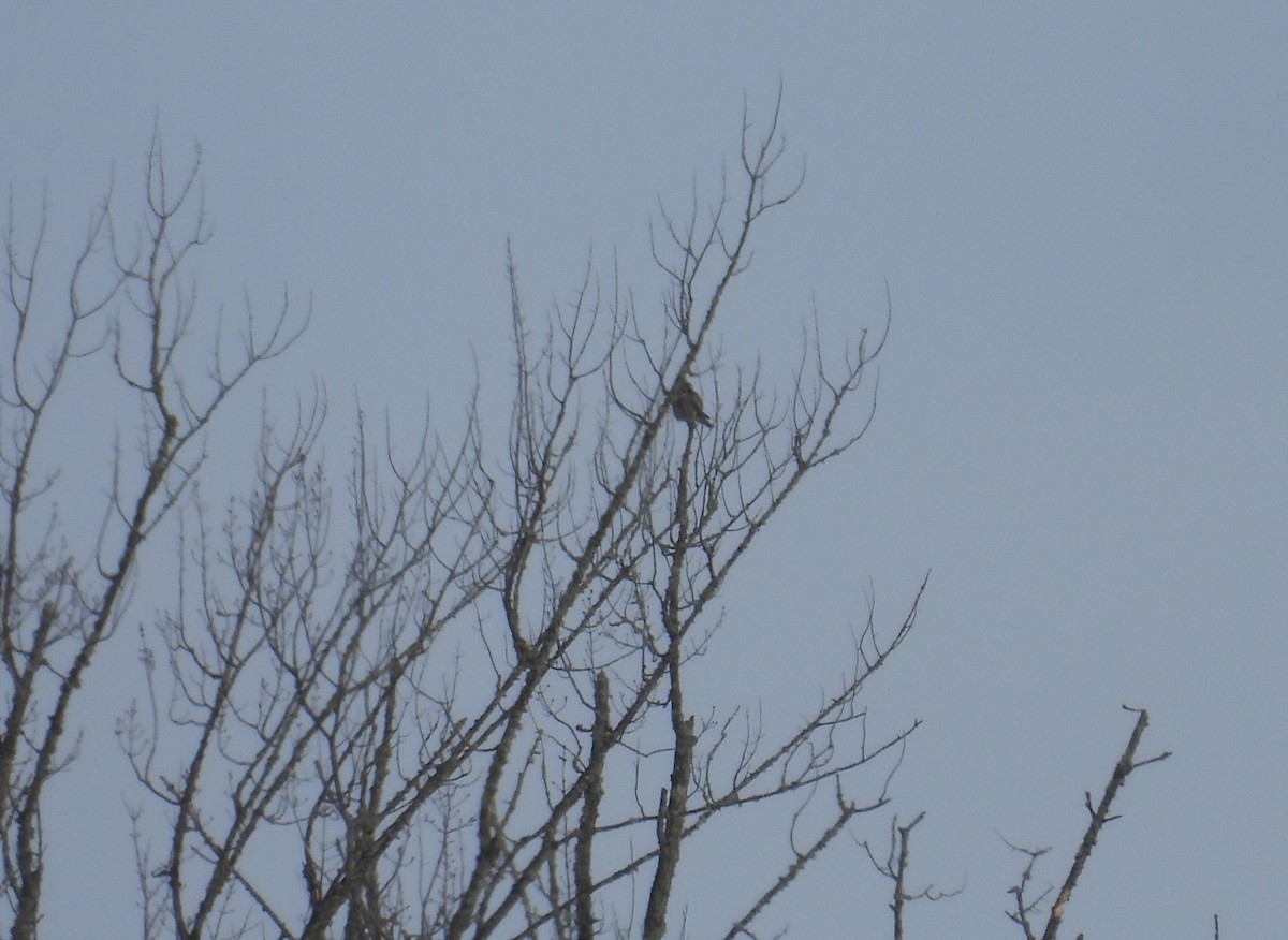 Northern Hawk Owl - ML638103273