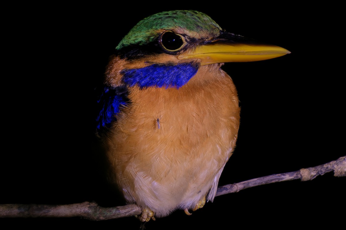 Rufous-collared Kingfisher - ML638103274