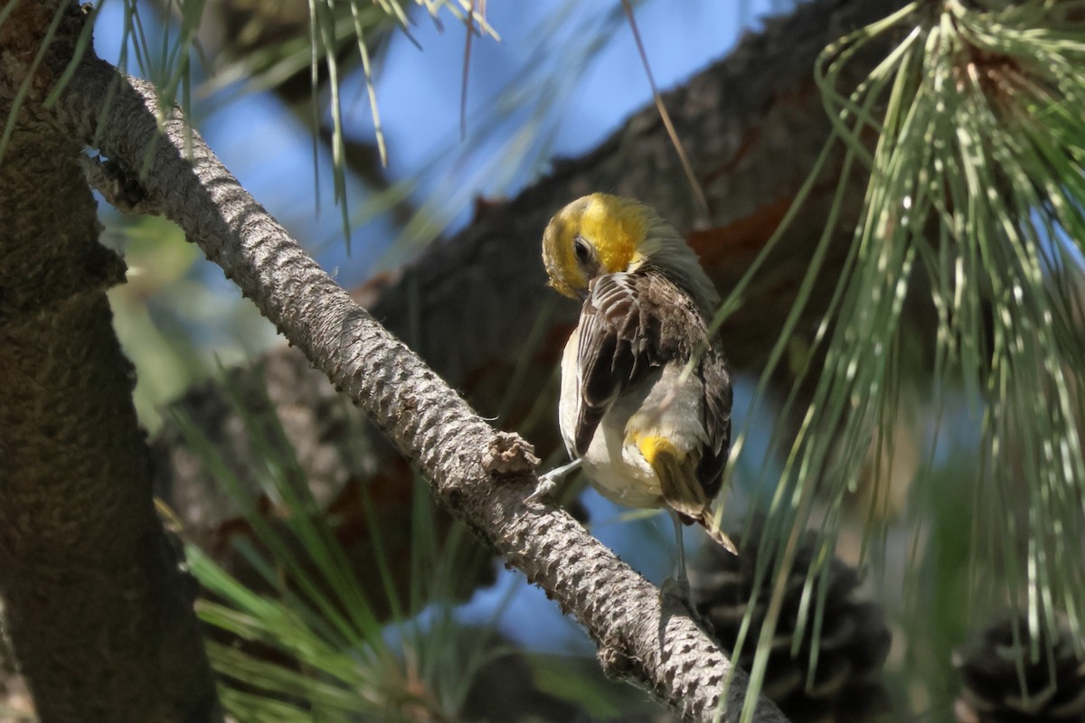 Bullock's Oriole - ML638103275