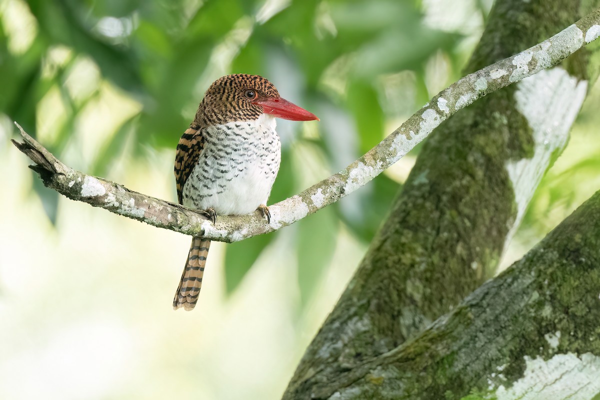 Şeritli Yalıçapkını - ML638103287