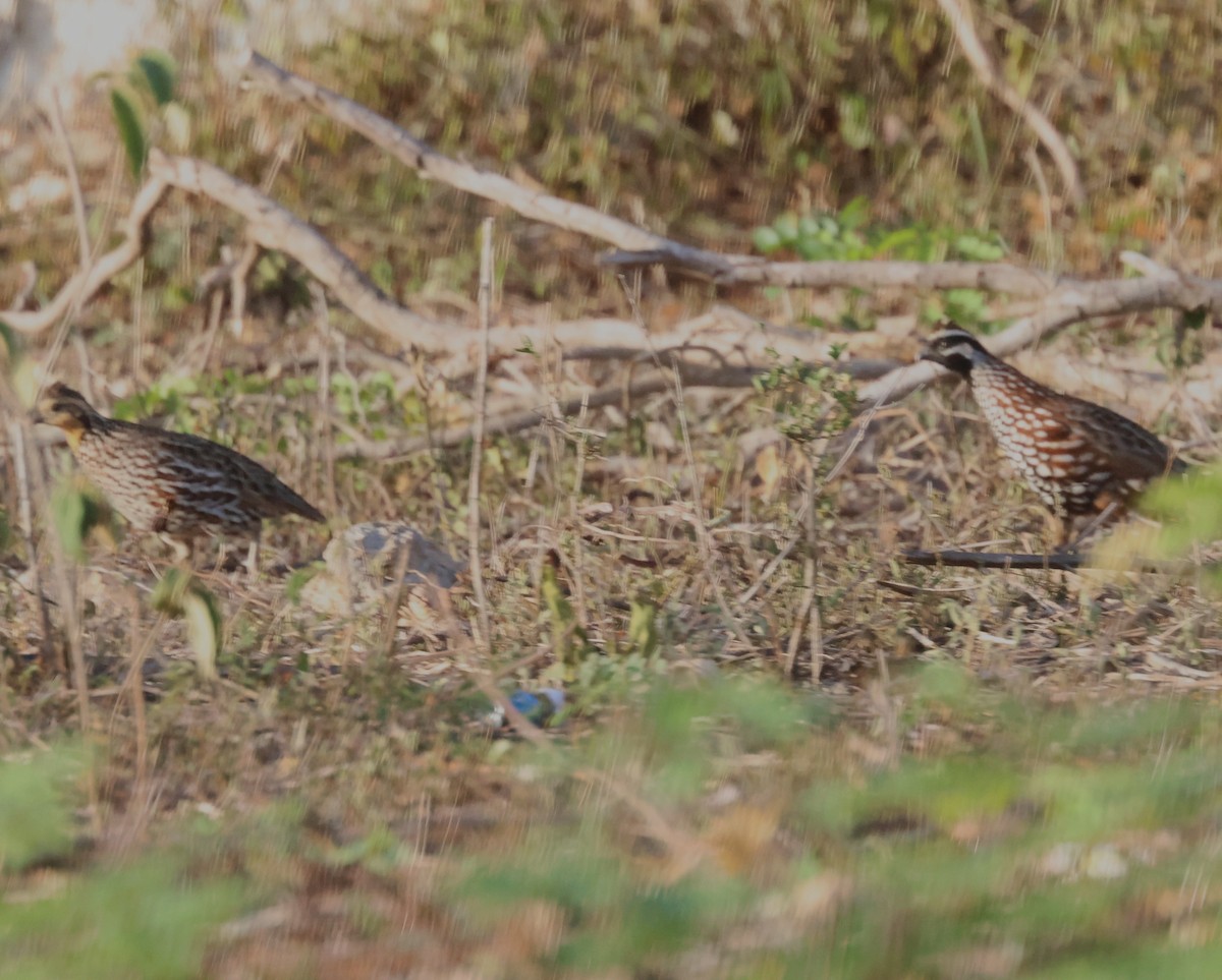 Black-throated Bobwhite - ML638103311