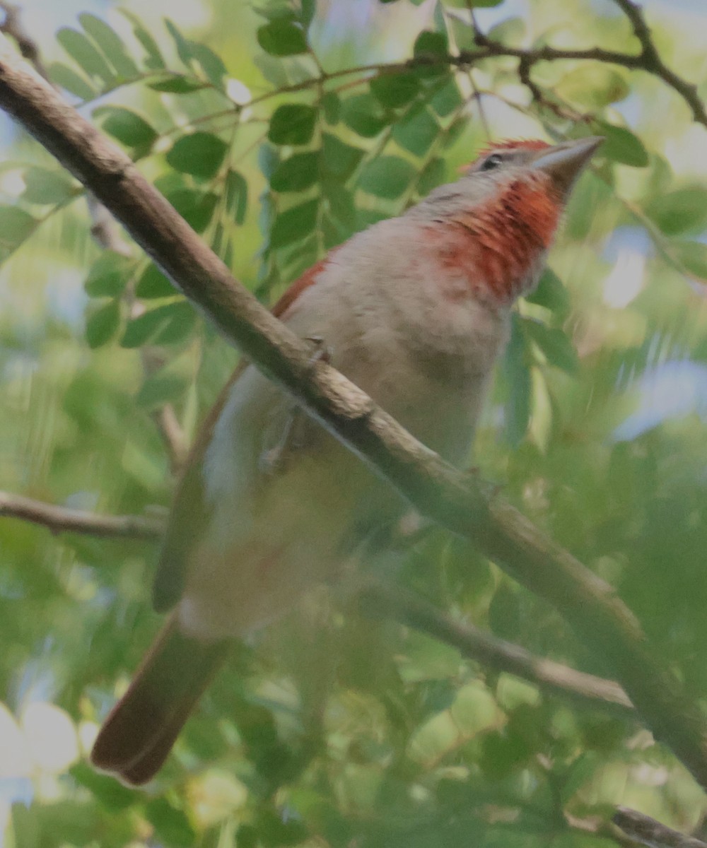 Rose-throated Tanager - ML638103356