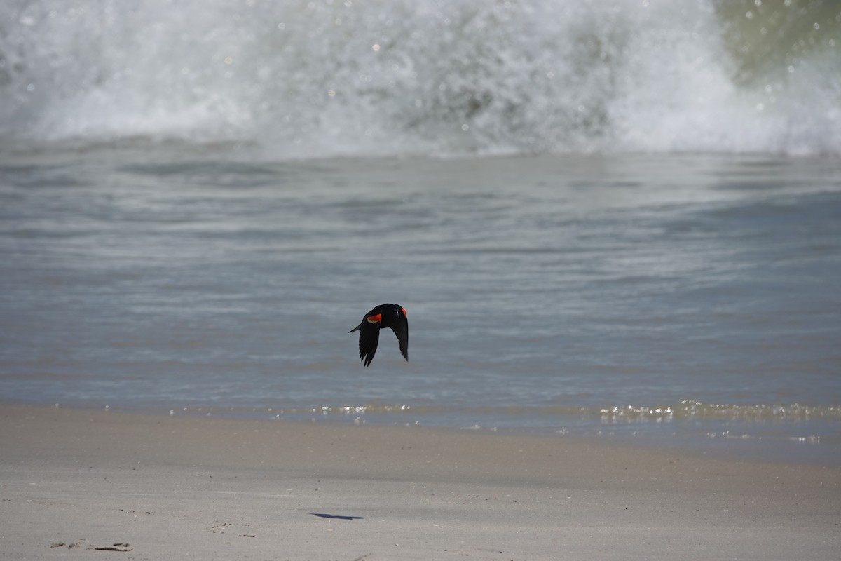 Red-winged Blackbird - ML638103391