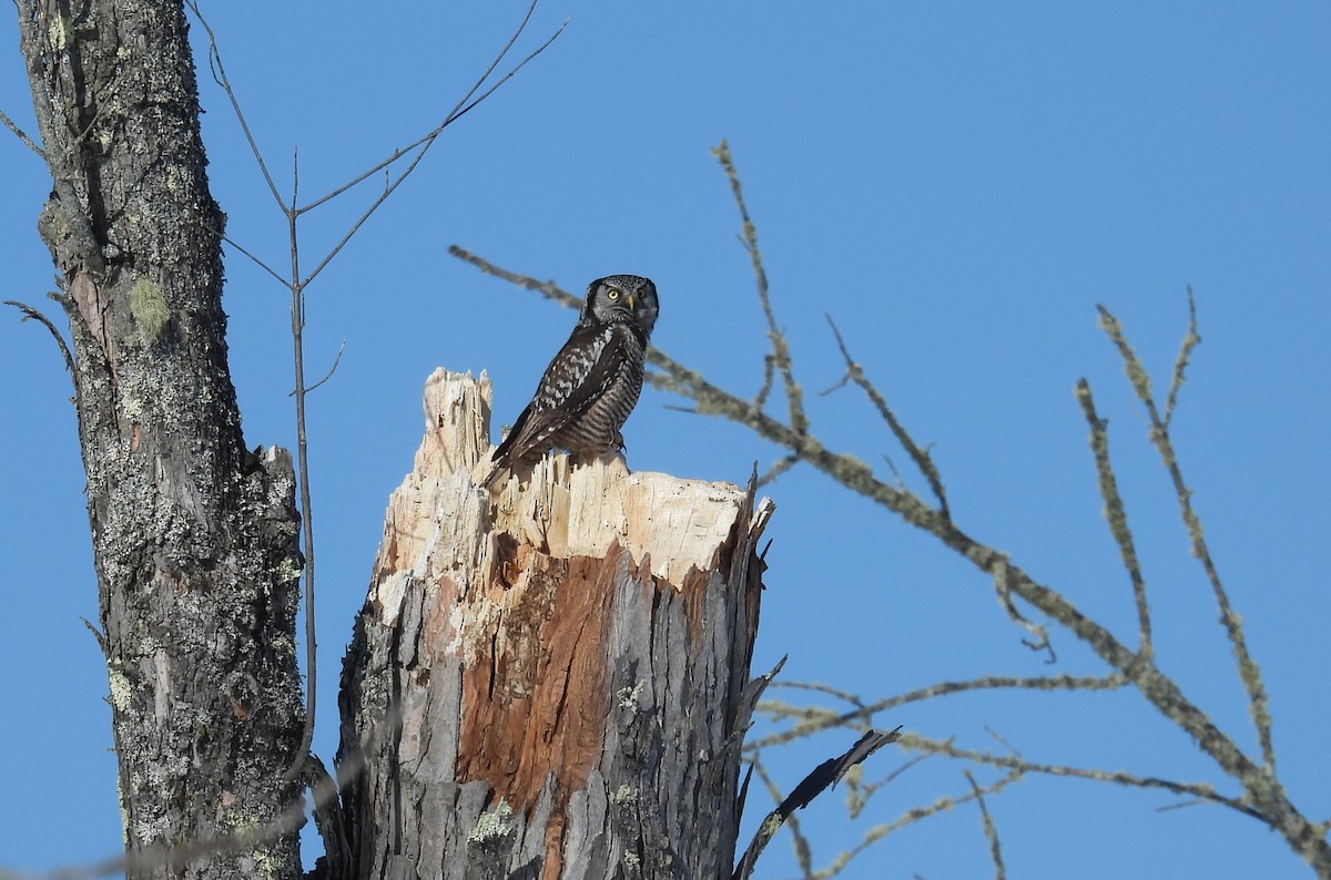 Northern Hawk Owl - ML638103398
