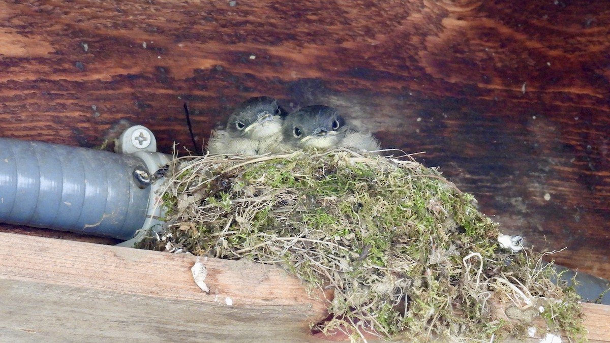 Eastern Phoebe - ML638103418