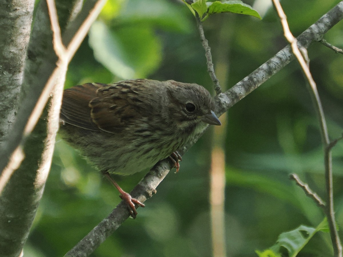 Song Sparrow - ML638103419