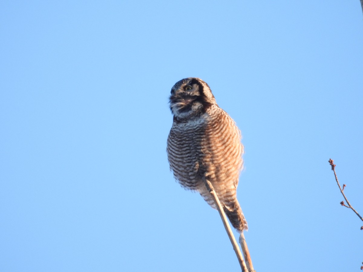 Northern Hawk Owl - ML638103524