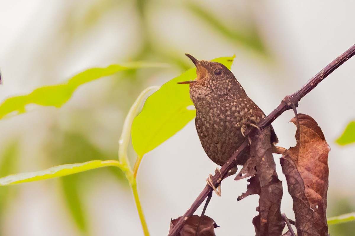 Spotted Elachura - ML638103531