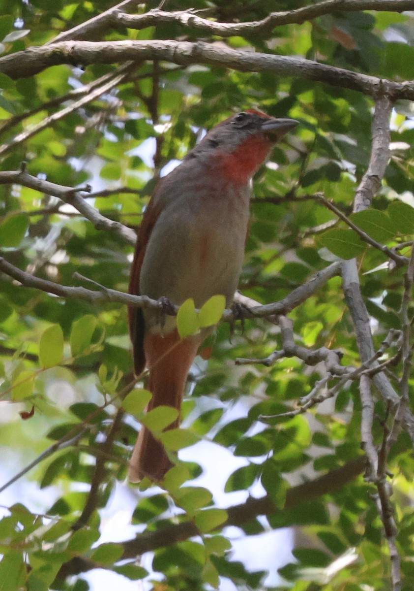 Rose-throated Tanager - ML638103628