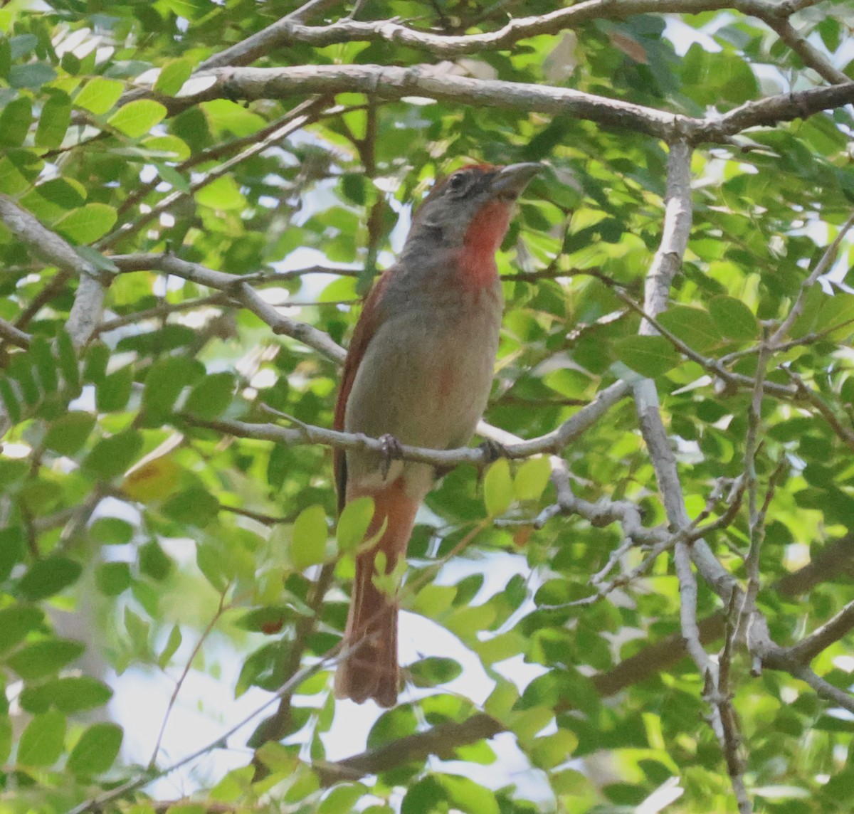 Rose-throated Tanager - ML638103629