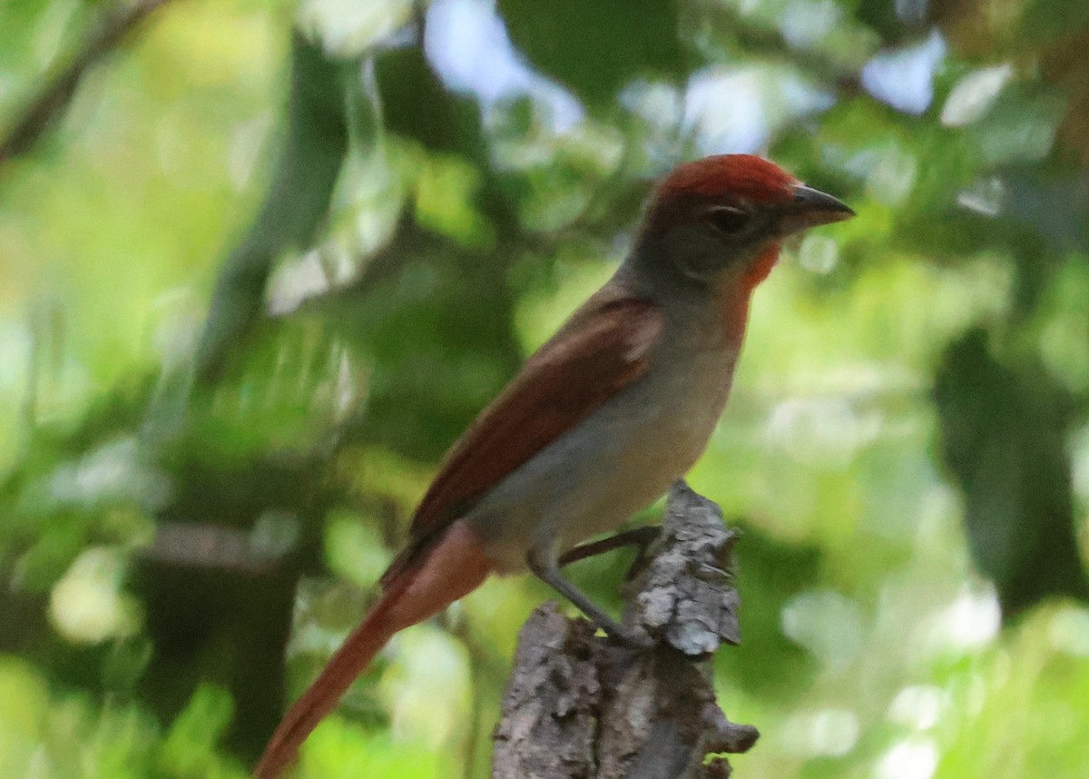 Rose-throated Tanager - ML638103630