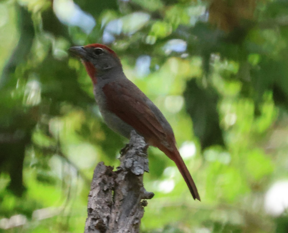Rose-throated Tanager - ML638103631