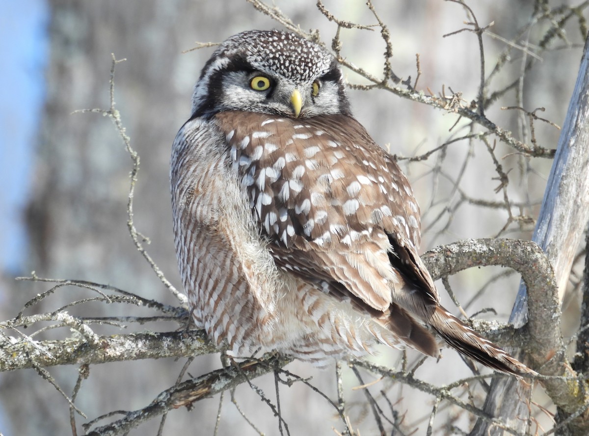 Northern Hawk Owl - ML638103642