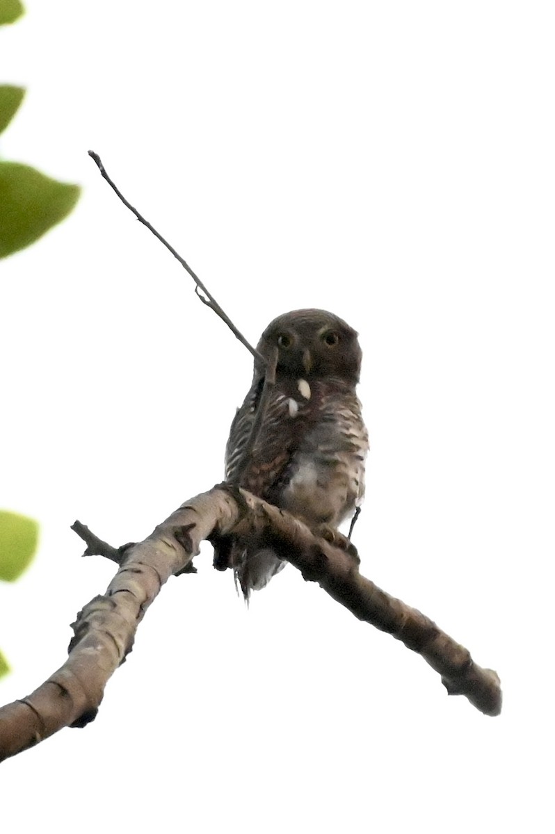 Jungle Owlet - ML638103667