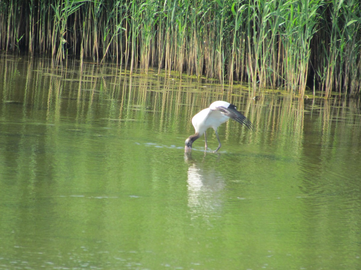 Wood Stork - Ray Duffy