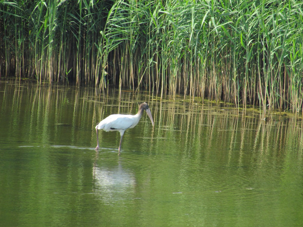 Wood Stork - Ray Duffy