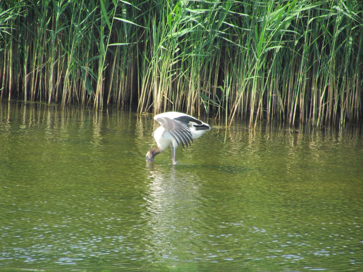 Wood Stork - Ray Duffy