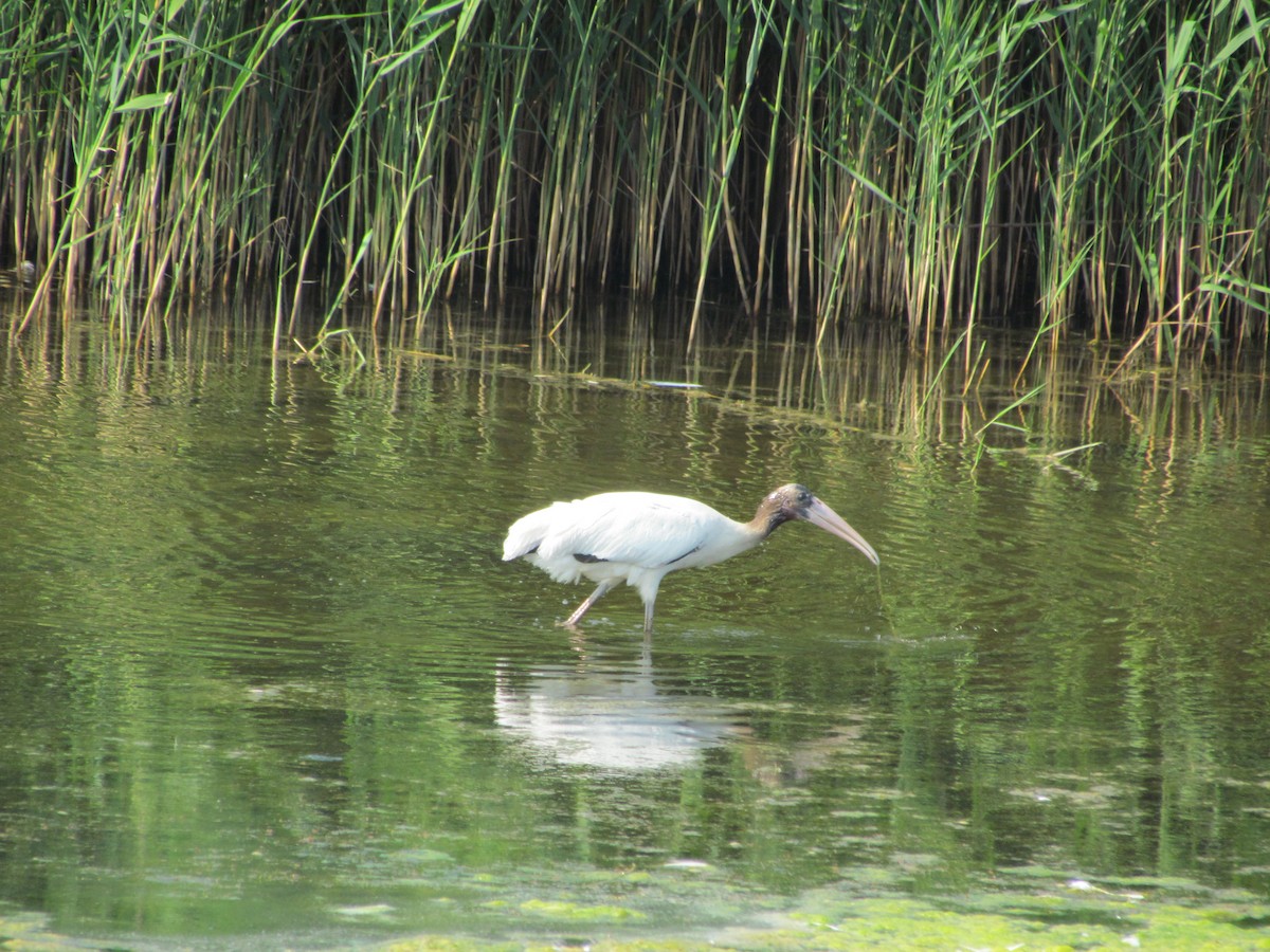 Wood Stork - Ray Duffy
