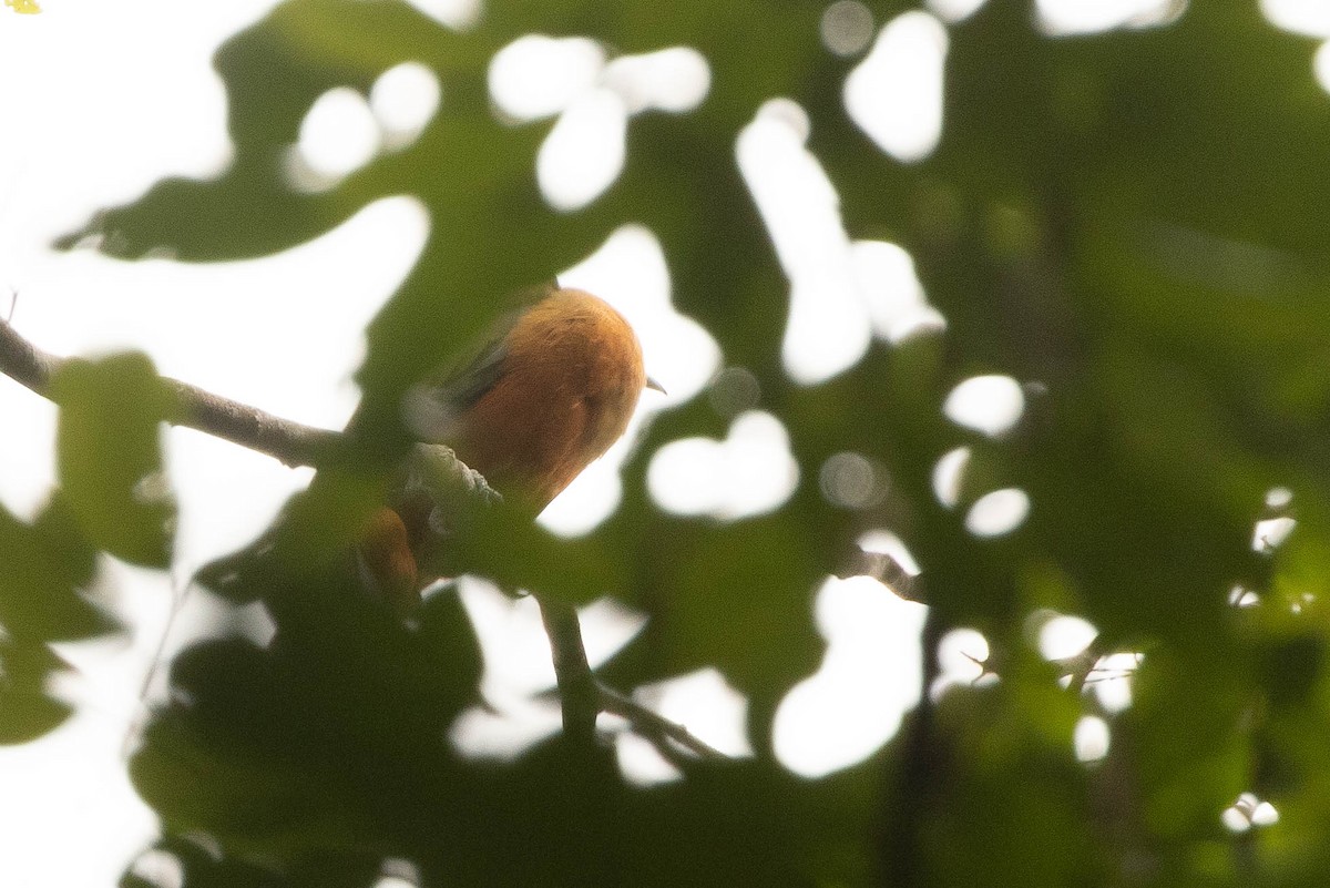 Capuchinbird - ML638103676