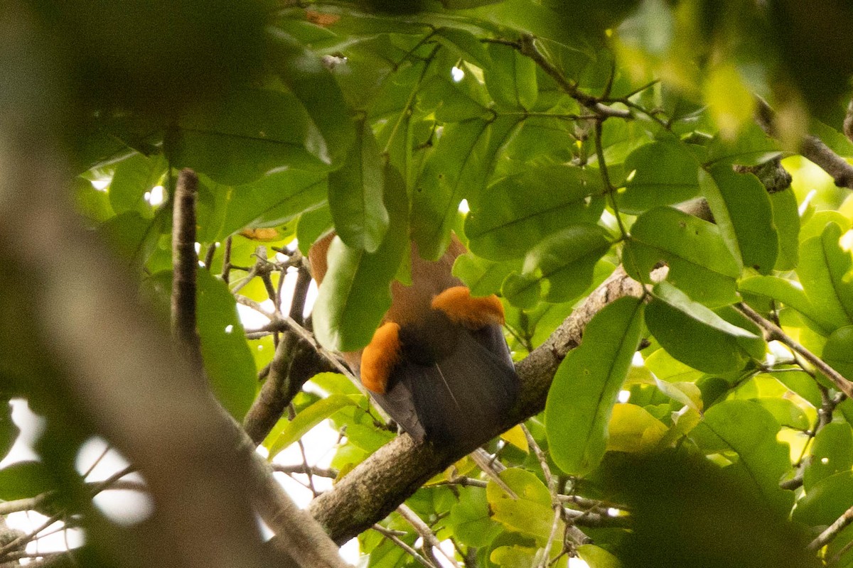 Capuchinbird - ML638103681